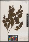Foto von Salix caprea L. x Salix silesiaca Willd.